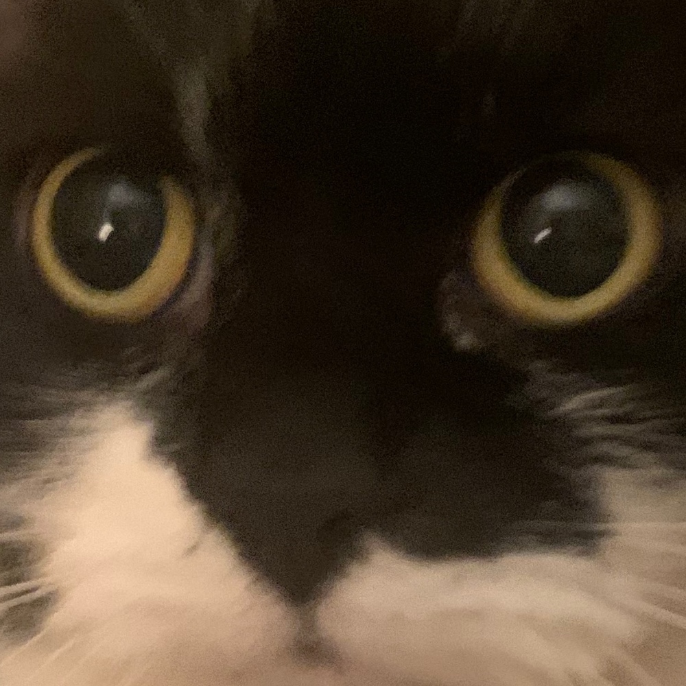 This is an image of my cat